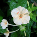 Mirabilis jalapa / Belle de Nuit - couleur crème  - lot de 10 graines