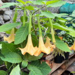 Brugmansia arborea / Datura - lot de 10 graines