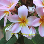 Plumeria / Frangipanier Rose - Bouture