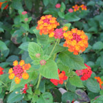 Lantana camara / Corbeille d'Or - lot de 10 graines