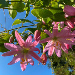 Passiflora mollissima / Passiflore Banane - lot de 20 graines