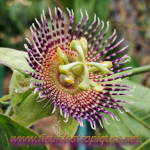 Passiflora maliformis / Coque en Fer - lot de 10 graines