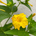 Mirabilis jalapa / Belle de Nuit jaune - lot de 10 graines