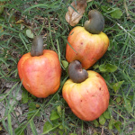 Anacardium occidentale / Cajou - Jeune Plant