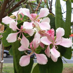 Bauhinia monandra / Arbre Orchidée - lot de 15 graines