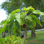 Hura crepitans / Arbre Dauphin - Jeune Plant