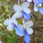 Clerodendrum ugandense / Clerodendron bleu - Jeune Plant