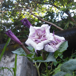 Datura ballerina - Fleur Double - lot de 6 graines