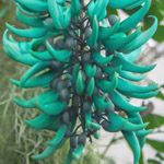 Strongylodon macrobotrys / Liane de Jade - Jeune plant - RARE