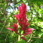 Megakepasma erythrochlamys / Justicia Rouge - lot de 15 graines