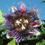 Passiflora ligularis / Passiflore / Grenadelle - Jeune Plant