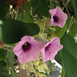 Argyreia nervosa / Liane d'Argent / Hawaiian Baby Woodrose - Lot de 100 graines