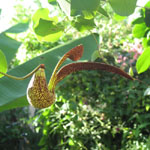 Aristolochia ringens / Aristoloche / Pipe Danoise - lot de 20 graines