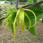 Cananga odorata / Ylang Ylang - lot de 10 graines