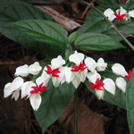 Clerodendrum thomsoniae / Coeur de Marie - lot de 3 graines - RARE