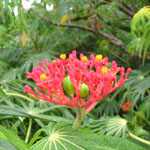 Jatropha multifida / Arbre de Corail - Lot de 6 graines