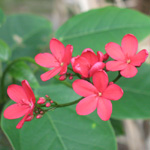 Jatropha integerrima - Jeune plant