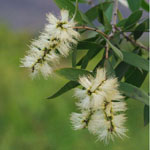 Melaleuca alternifolia / Arbre à Thé - lot de 50 graines