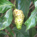 Morinda citrifolia / Noni - lot de 10 graines