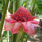 Etlingera eliator / Rose de Porcelaine - Lot de 20 graines