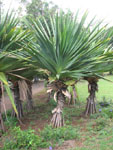 Pandanus utilis / Vacoa - jeune plant