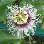 Passiflora edulis / Passiflore / Fruit de la Passion - jeune plant