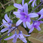 Petrea volubilis / Liane Saint-Jean - Jeune plant