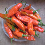 Capsicum sp / Piment Achard - lot de 20 graines