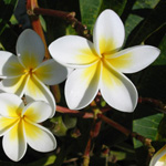 Plumeria rubra / Frangipanier - lot de 10 graines