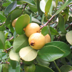 Psidium littorale / Goyavier Blanc - lot de 20 graines