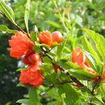 Punica granatum / Grenadier - lot de 15 graines