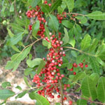 Schinus terebinthifolius / Poivrier du Brésil - Jeune plant