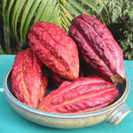 Cacao / Theobroma cacao - variété Criollo - Jeune Plant