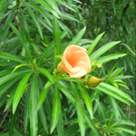 Thevetia peruviana / Laurier orange- Lot de 6 graines