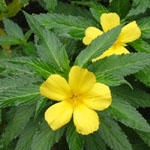 Turnera ulmifolia / Stimulant Naturel - lot de 15 graines